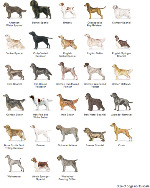 non sporting dog breeds